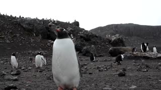 Antarctic fuel-eating microbes could tackle pollution