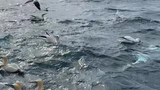 Tourist Boat Swarmed by a Huge Flock of Gannet