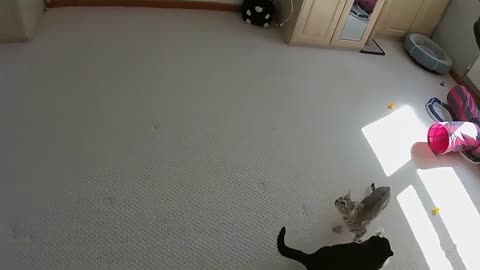 Amazing Jumping Bengal Kittens (Slow Motion)