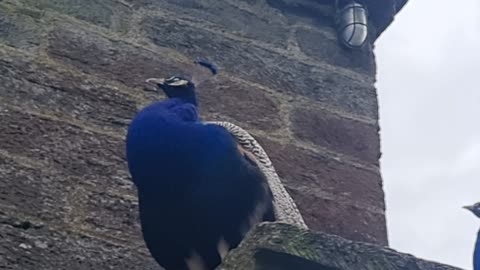 Peacock VIdeo In North Wales