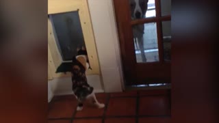 Boss Cat Pulls ‘You Shall Not Pass’ Attitude On Dog