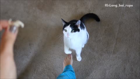 Black white cat knows tricks for treats