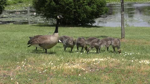 Canada goose family feed on popcorn by the lake