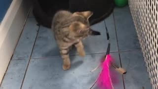 2 Kitten Playing With The Same Toy