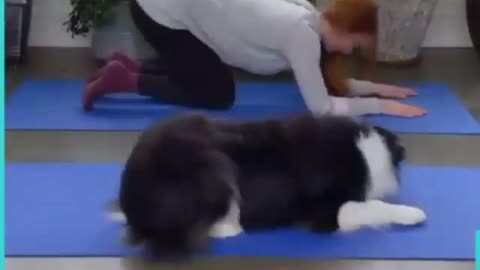 Doggy doing YOGA