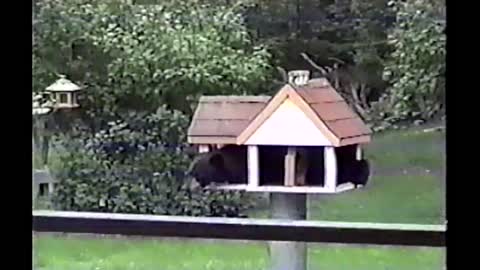 Black Bear Moves Into Bird Feeder House In Man's Backyard