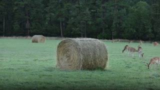 Energetic Baby Fawns Running On A Meadow Playing Tag