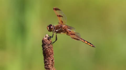 The wasp and the dragonfly. (HD)