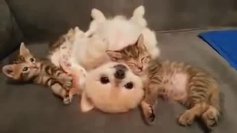 [Cute Cats and Dogs Movie] Cute puppies, dare not move and let three kittens lie down~