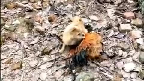 Chicken VS Dog fight - Funny Dog figth videos
