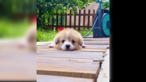 Best Funny Cats 😹 And Dogs 🐶 GIFS - Try Not To Laugh #14