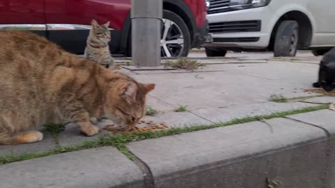 The tailless cat and her friends are acting Angry and Aggressive for some reason