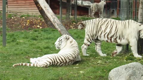 Beautiful white tiger