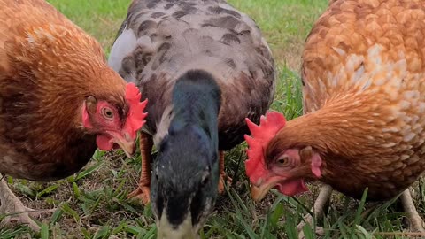 Duck and chickens eating watermelon