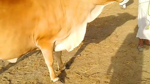 Most Beautiful Murrah Cow | Cow and buffalos unloading