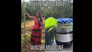 Making Mullein Tincture