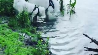 Samoyeds have fun digging in the water