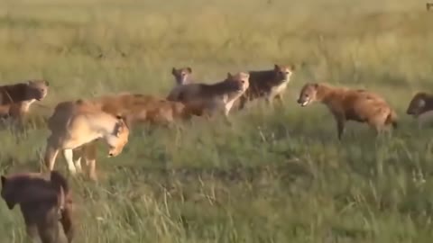 Lions And Hyenas Battle