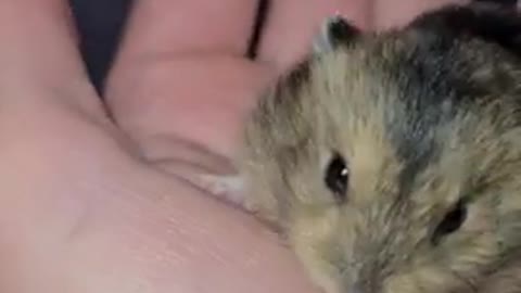 cute baby hamster and very smal