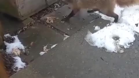 Wild fox try to attacks a Baby Dog