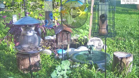 Florida Bird Feeder SWFL Live Camera HD