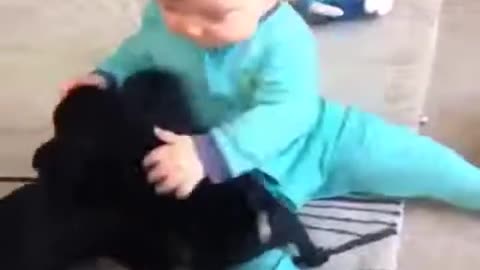 A baby playing with puppies