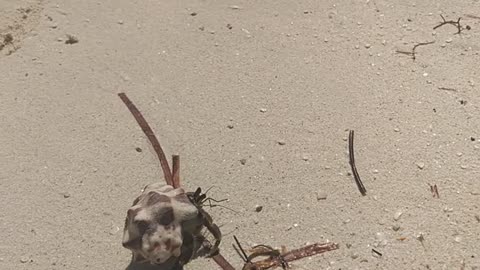 Crab on the beach, part 2