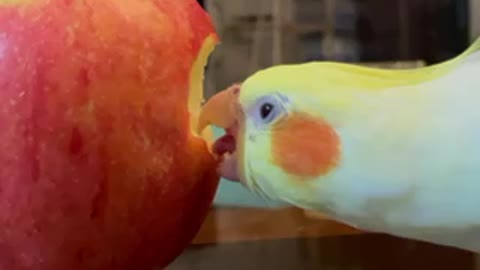 Parrot devours delicious apple!