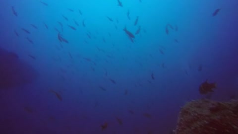 Buceando con tiburones ballena gigantes en las Galápagos