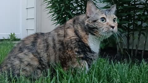 The Benefits of Cats Eating Grass