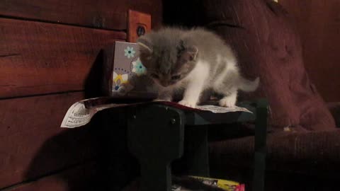 Unlucky kittens falling adorably off tray table