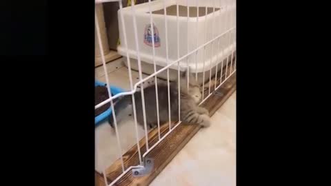 Watch this cute and adorable cats!