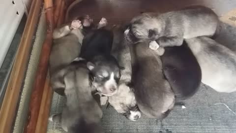 Cute puppies time lapse video