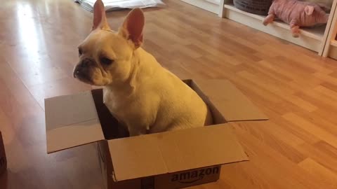 French Bulldog unsure what to do with cardboard box