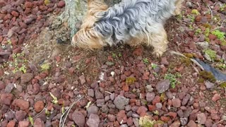 Yorkie Pup Investigates a Strange Large Plant