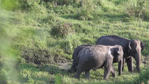 A Family of elephant grub