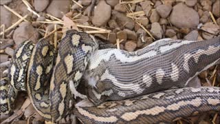 Carpet Python Swallows Chicken Whole