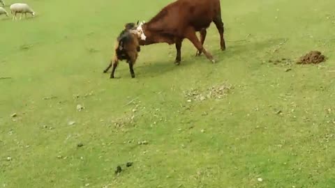 FIGHT!! Goat Fighting With Cow