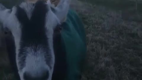 Cat on a goat with a green sweater on