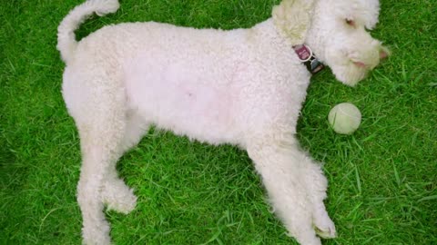 Dog wagging tail. White dog resting on green grass