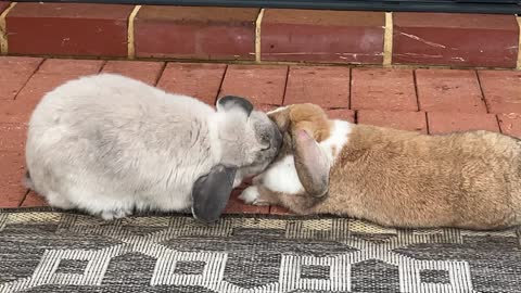 Sweet Bunnies