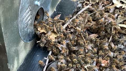 Small Swarm of Bees