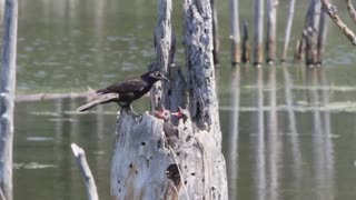 crows feeding their young