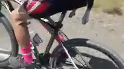 Ciclistas pedalearon cuesta arriba cargando un perrito enfermo que hallaron en medio del camino