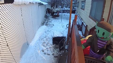 Bears Argue Over Garbage Can in Backyard