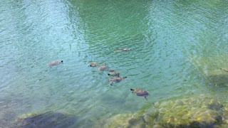 Turtles swimming in Barton Creek.
