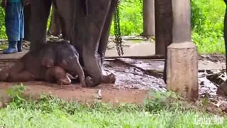 A New Birth for An Elephant Animal Now