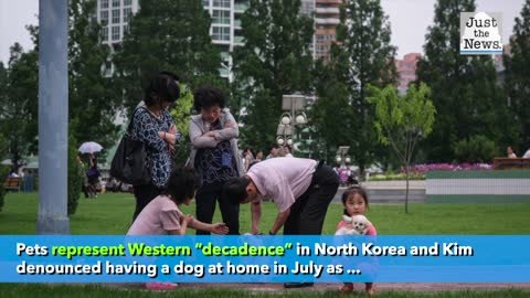 North Korea Kim Jong Un's order to gather pet dogs sparks concern animals will become food source