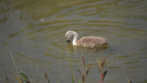 Little Swans