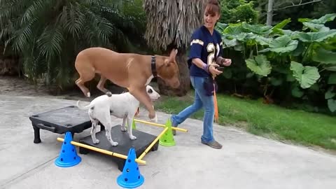 Awesome Outdoor Dog Training